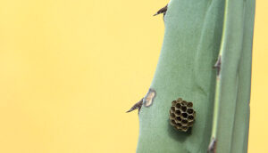 cajas nido para insectos