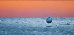 los bosques y las cajas nido