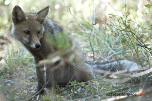 mamíferos en huertos solares