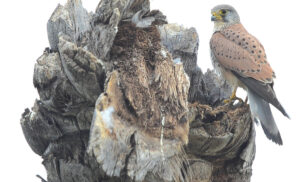 caja nido para cernícalo