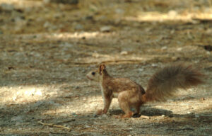 cajas nido y energías renovables