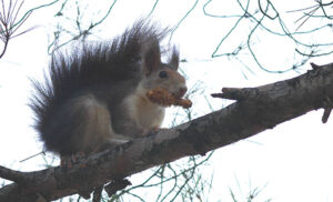 educación ambiental y cajas nido