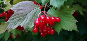 mejora de la pruductividad en huertos