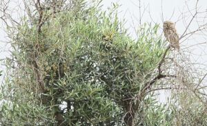 cajas nido para mochuelos