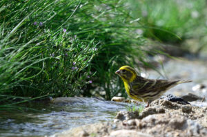 comprar caja nido para finca