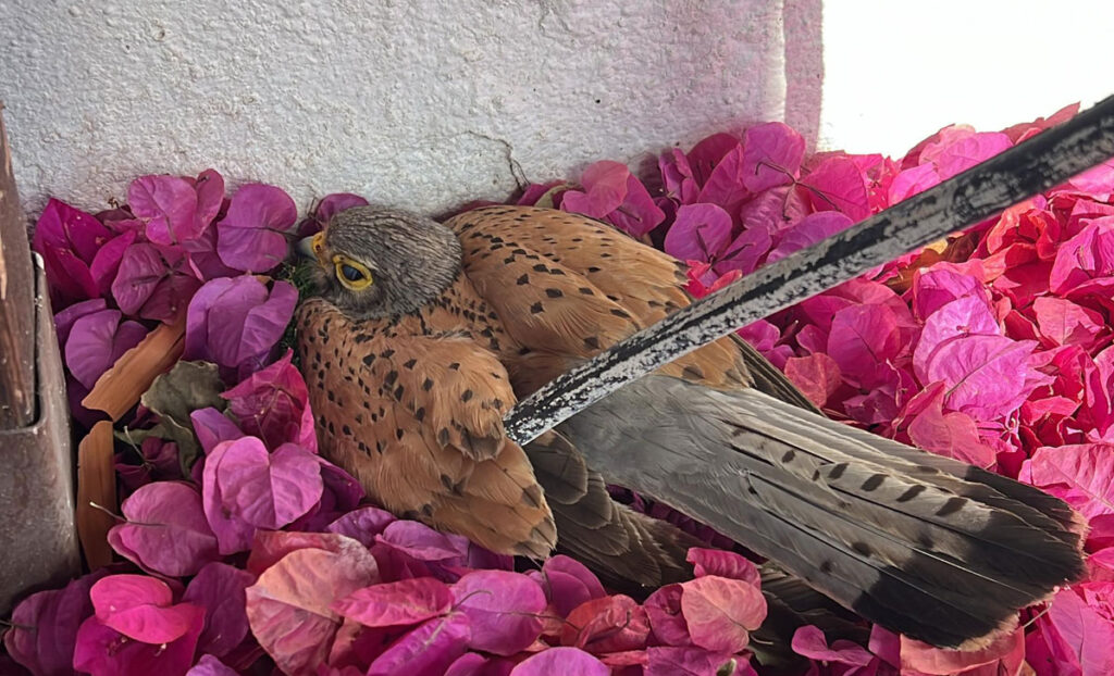 cajas nido para mochuelo