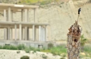 caja nido para grajilla