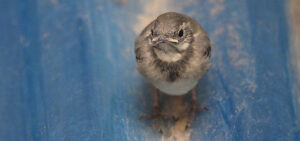 nidos en agujeros de ventilación
