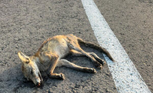 charlas sobre cajas nido