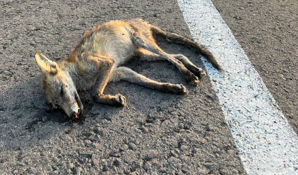 charlas sobre cajas nido