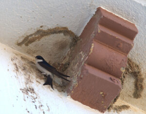 educación ambiental diego ruiz