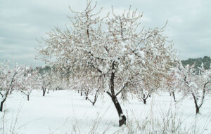 taller de cajas nido
