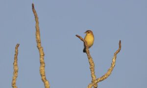 cajs nido para mejorar las ciudades