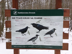 cajas nido en huertos solares
