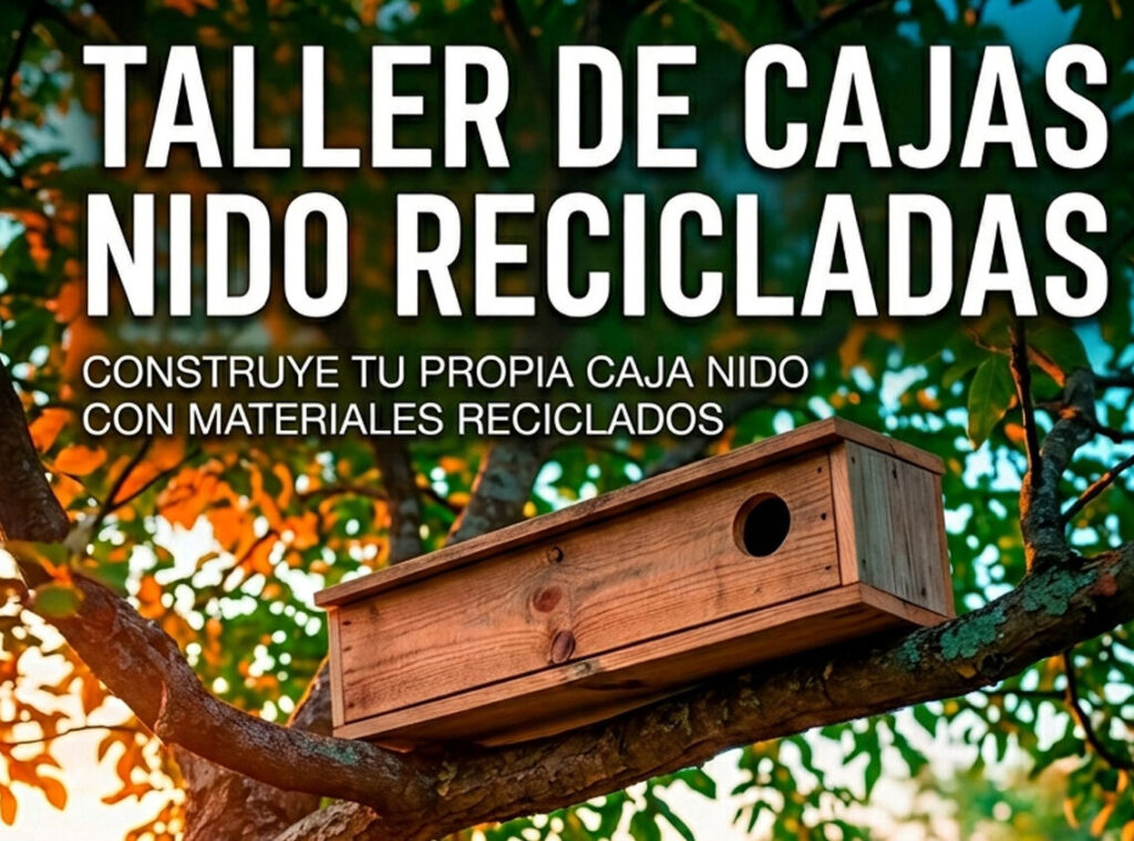 caja nido para mochuelo